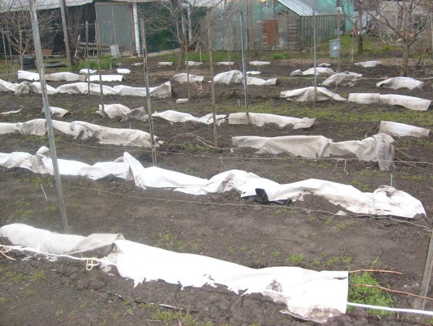 cómo resguardar las uvas para el invierno en los Urales