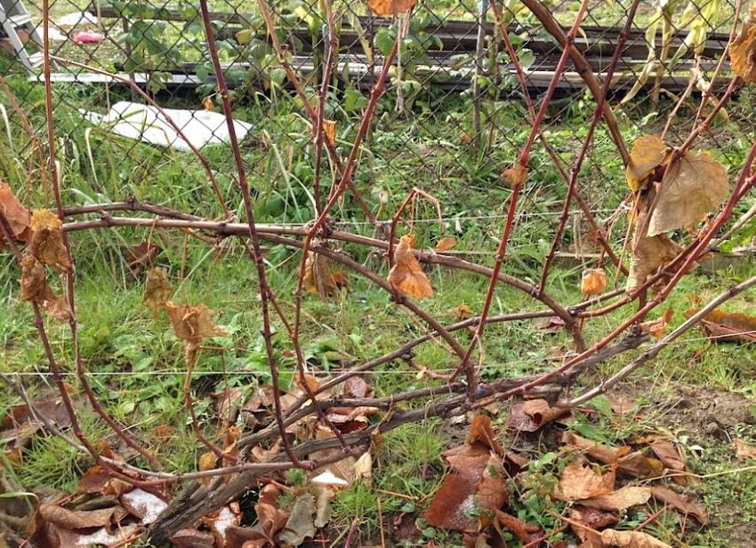 vignoble en automne