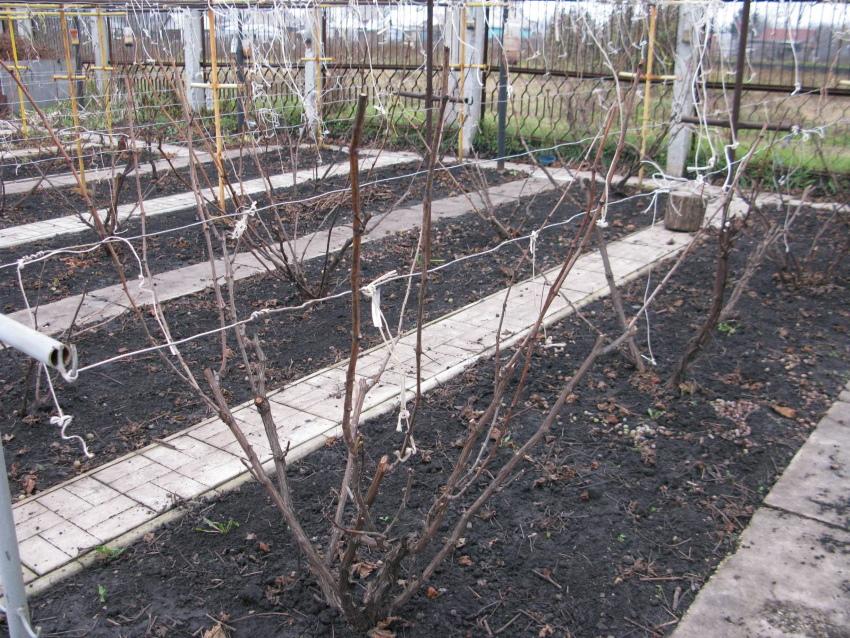 poda de uvas en otoño