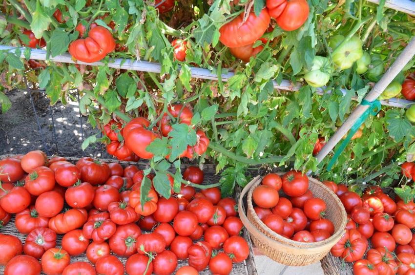 tomates mûres