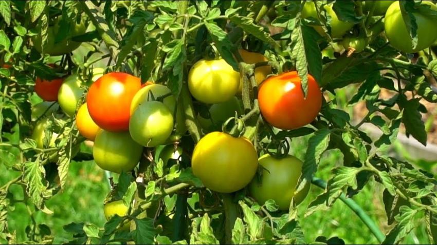 allumer des tomates