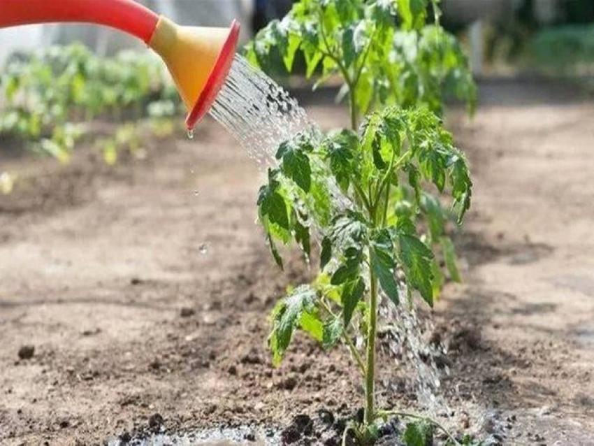 arroser les tomates