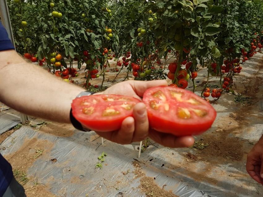 comment améliorer le goût des tomates