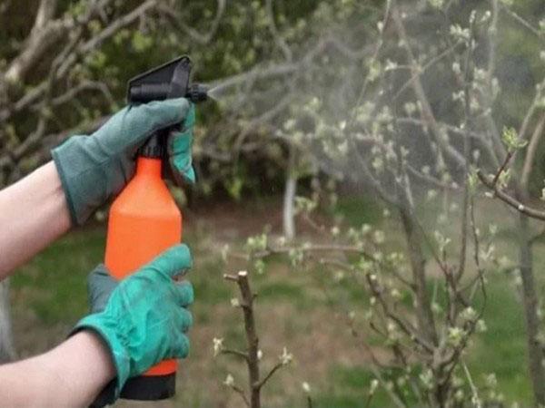 traitement du feuillage avec des produits chimiques