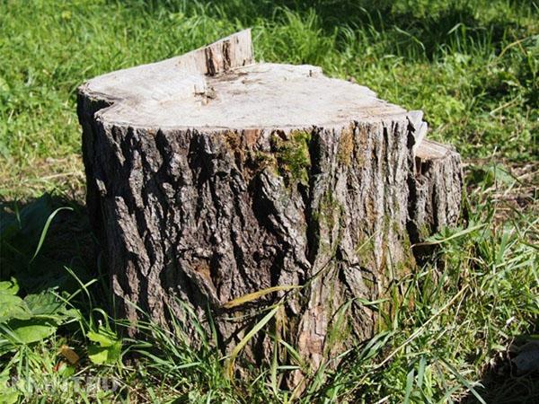 cómo destruir un árbol sin cortarlo