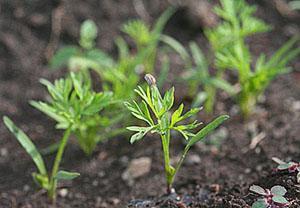 Plántulas de zanahorias