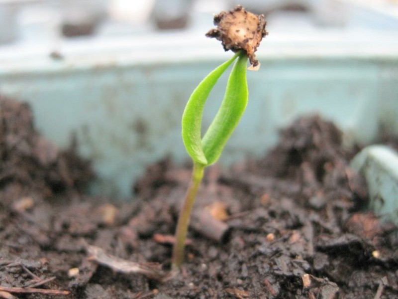 cómo acelerar la germinación del pimiento