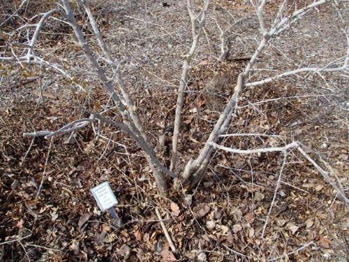 comment isoler les groseilles pour l'hiver