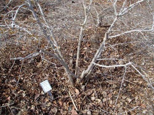 cómo aislar las grosellas para el invierno