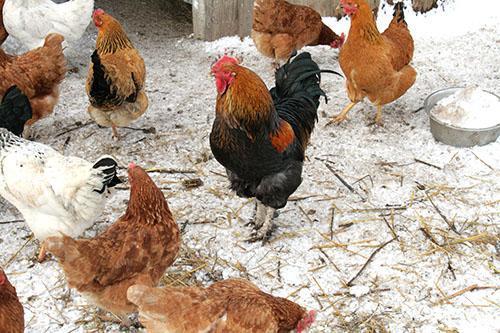 enclos pour poules pour l'hiver