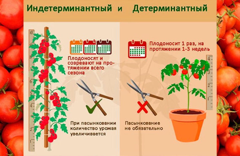 características de los tomates determinantes