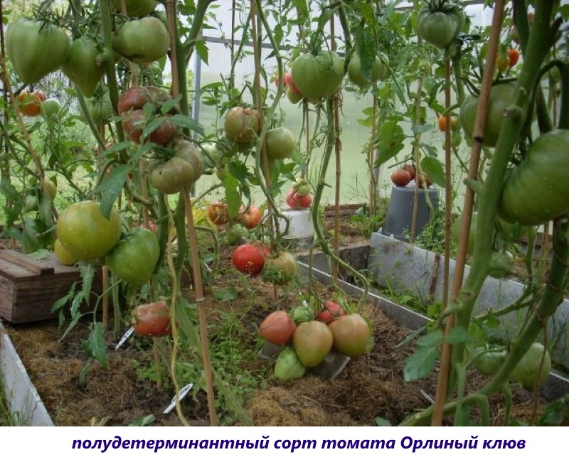 Tomate semideterminado variedad pico de águila