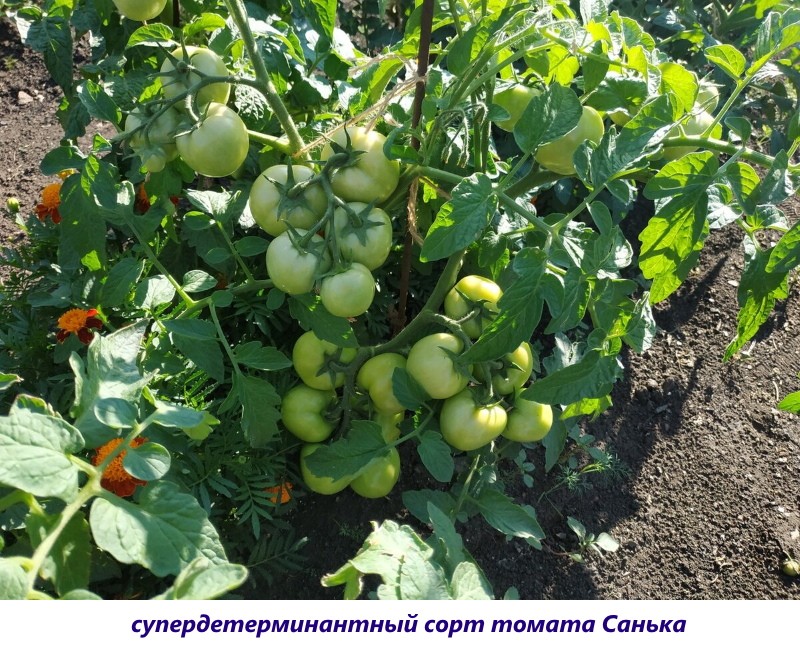 cultivo de tomate superdeterminado Sanka