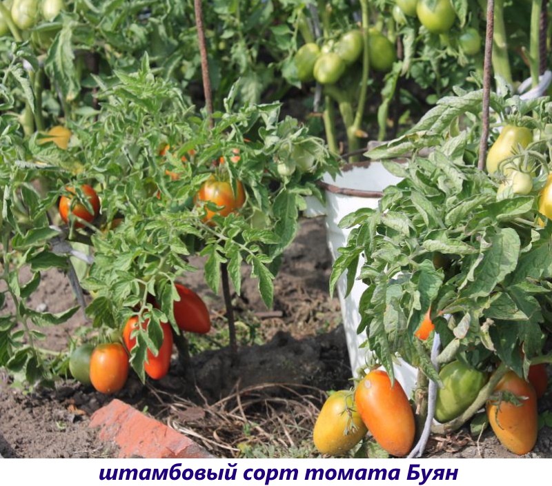 variété de tomate standard Buyan