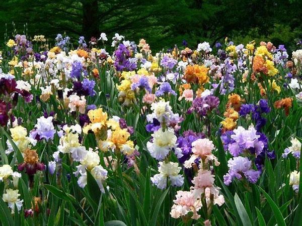 Les iris fleurissent abondamment dans un endroit ensoleillé