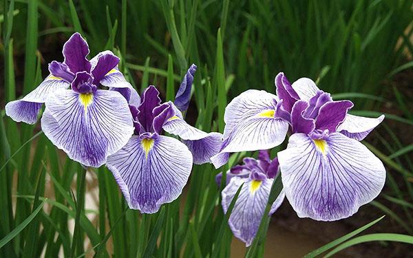 plantation rapprochée d'iris - la raison de leur non floraison