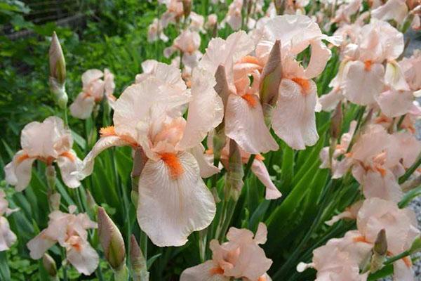 une plantation correcte des iris assurera leur floraison abondante