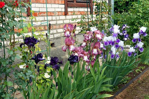 Les iris de Sibérie sont sans prétention dans les soins