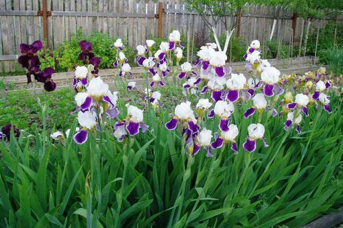 il faut choisir les bonnes variétés d'iris
