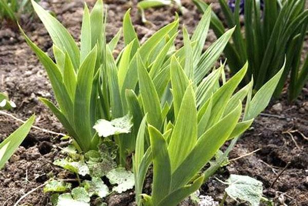 pourquoi les iris ne fleurissent pas sur le site