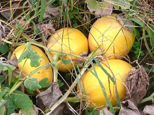 hojas secas de calabaza