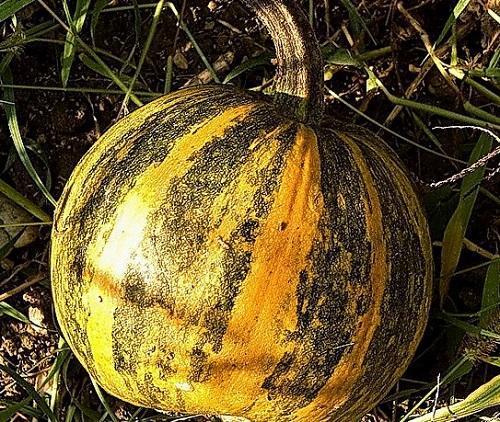 calabaza gimnosperma madura temprana