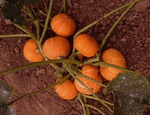 sonrisa de calabaza a mitad de temporada