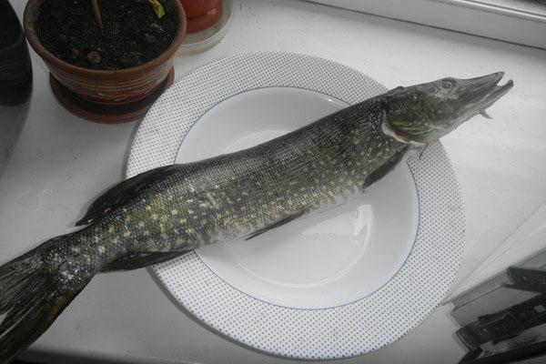 brochet de salage pour le séchage
