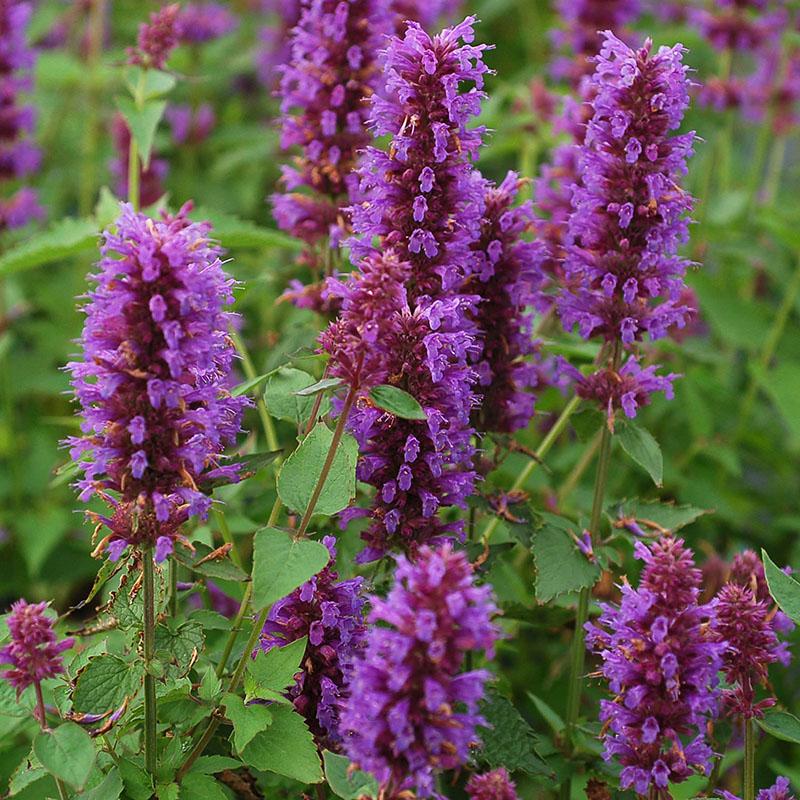 planta medicinal anís lofant