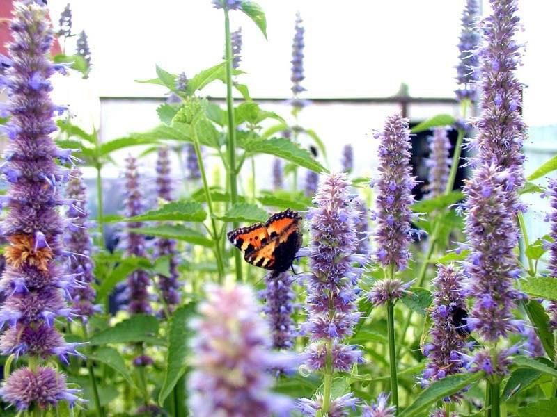 fleurs d'anis lofant