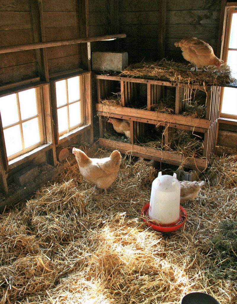 por qué se necesita ventilación en el gallinero