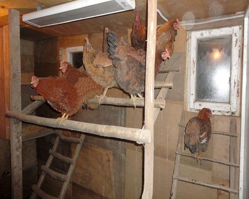 garder des poulets