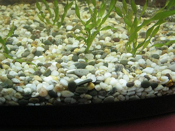 suelo para acuario