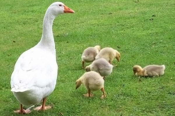 elegir un fabricante de gansos