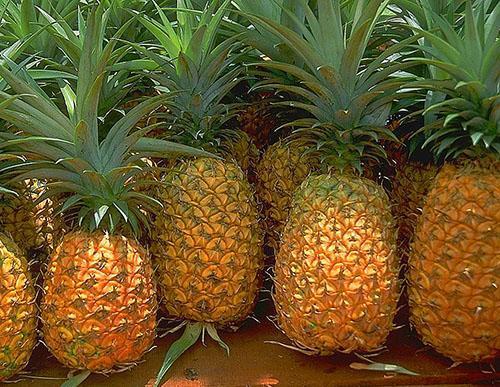 Choisir un ananas frais