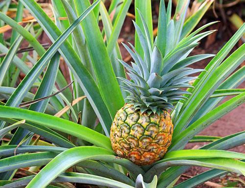 Seuls les ananas mûrs sont récoltés