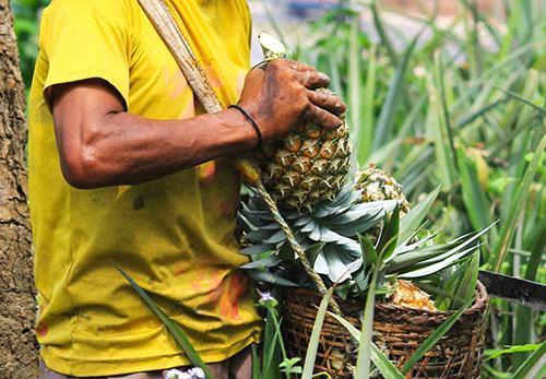 Après la récolte au champ, le goût de l'ananas ne change pas.