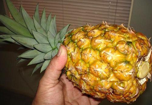 Acheter ananas à croûte ferme et touffe verte