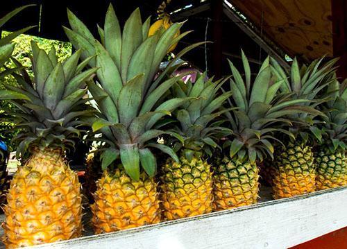 L'ananas mûrit par le bas