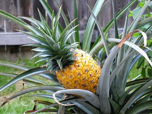 L'ananas est mûr et prêt à manger