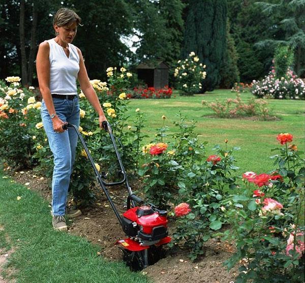 cultivador en manos femeninas