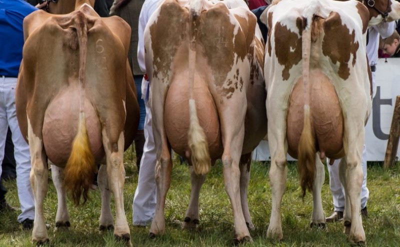 comment devraient être les vaches laitières