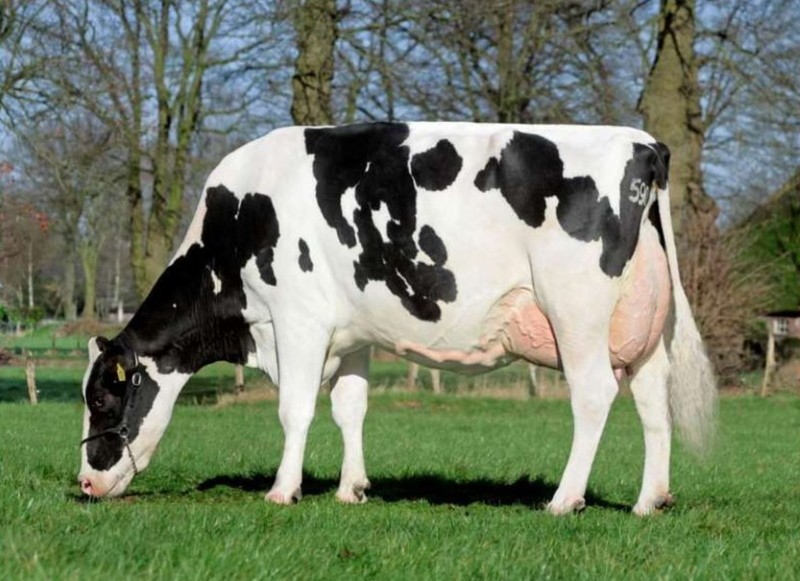 comment choisir une vache laitière présage
