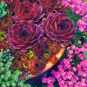 rejuvenecido - flor de tamaño insuficiente para un macizo de flores