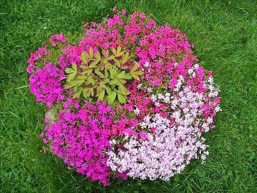 Phlox de bajo crecimiento para un macizo de flores