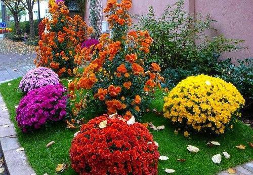 Crisantemos de bajo crecimiento para un macizo de flores.
