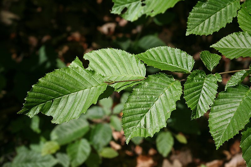 hojas de carpe medicinal