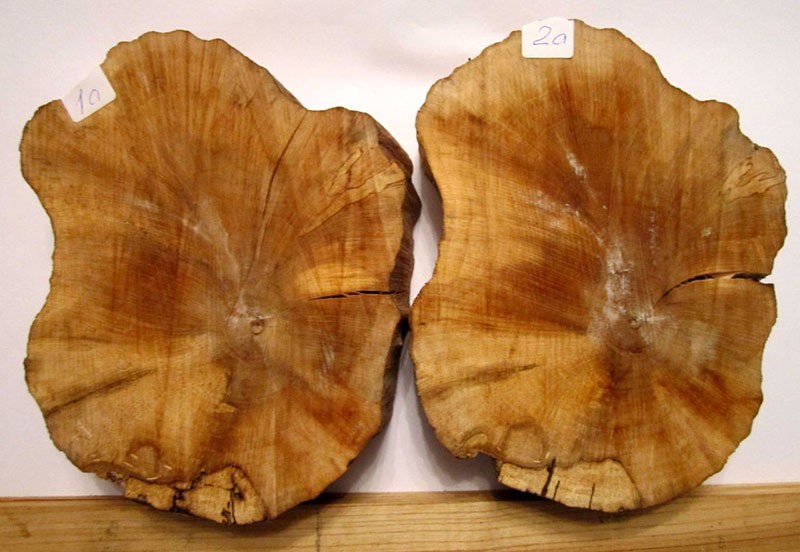madera de carpe