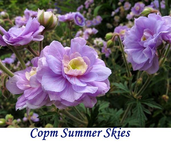 Variedad Summer Skies