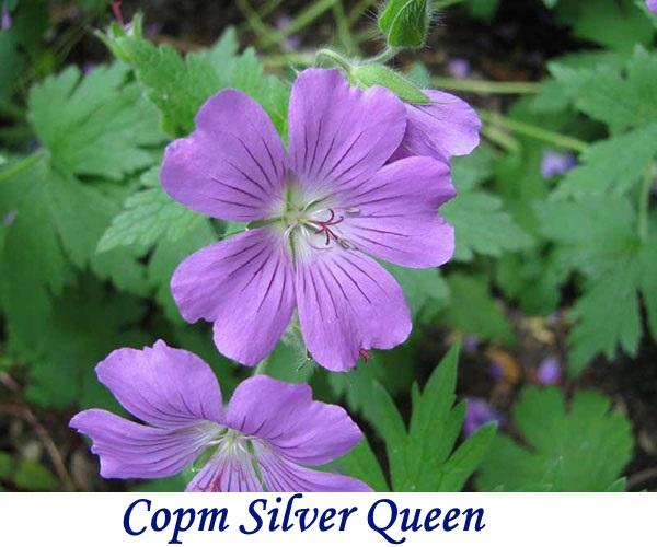 Variété Silver Queen